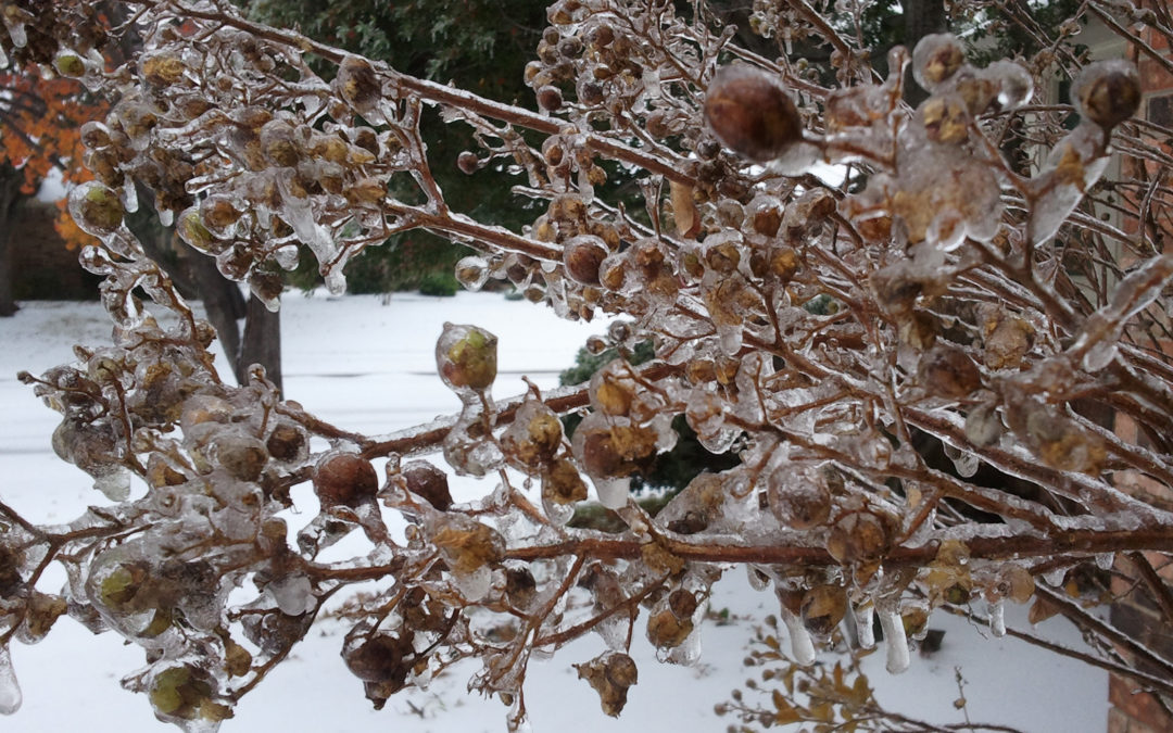 Winter Gardening Tips from Texas Gardening Expert Neil Sperry