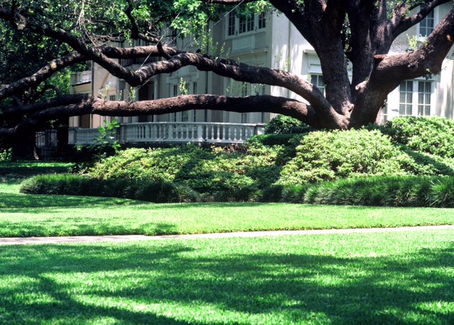 Hot Weather Demands Special Tree Care